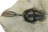 Spiny Trident Walliserops Trilobite - Foum Zguid, Morocco #354577-3